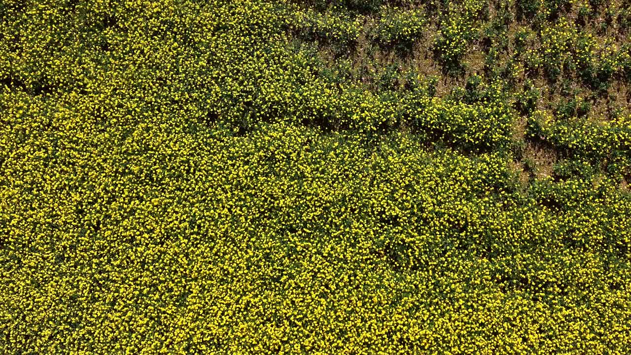 Vista dall'alto con drone che si alza sopra un campo di colza con un leggero movimento rotatorio e si allontana sopra il raccolto giallo.