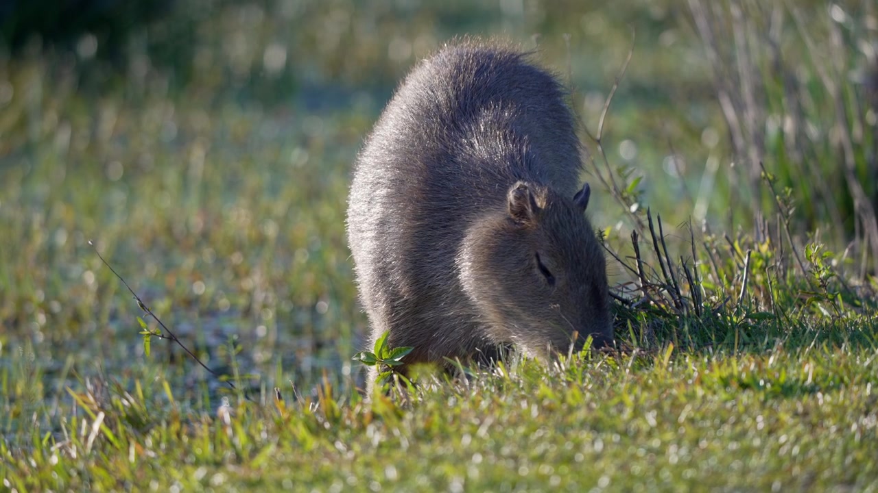 En ensam kapybara betar kort våtmarksgräs i mjukt morgonljus, med grunt vatten och vegetation runt omkring. Användbar för berättelser om sydamerikanskt djurliv eller natur och beteende.