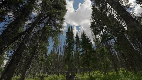 el bosque de coníferas bañado por la luz del sol - timelapse