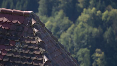 old cabin roof in the forest - slomo - rack focus