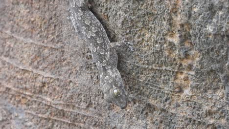 lagarto en piedra esperando por pryl.