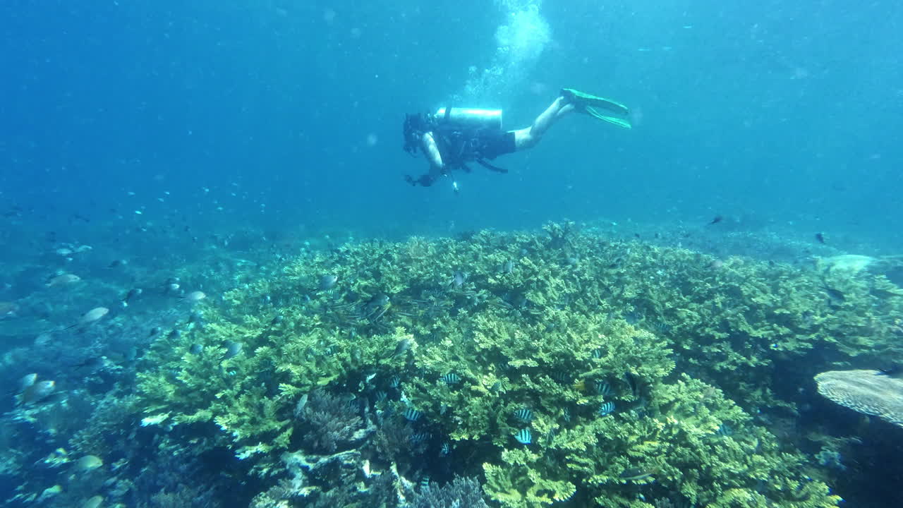 산호초 를 탐사 하는 스쿠버 다이버