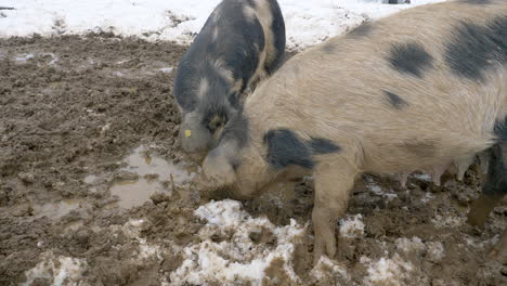 primer plano de cerdos salvajes que buscan comida en una piscina de barro sucio durante el día de nieve en las tierras de cultivo