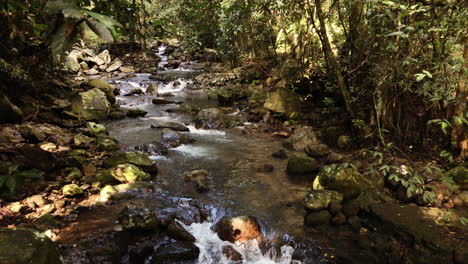 Tiro-Inclinado,-Arroyo-Que-Fluye,-Puente-Natural-Cascada-Springbrook,-Queensland