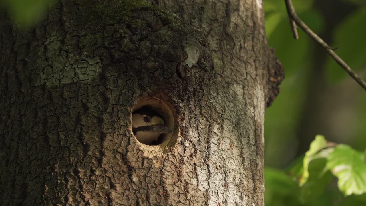 날아가는 것보다 구멍 밖을 내다보는 큰 딱따구리