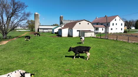 aerial view of grazing cows on grass field in american farm house with silo during sunny day