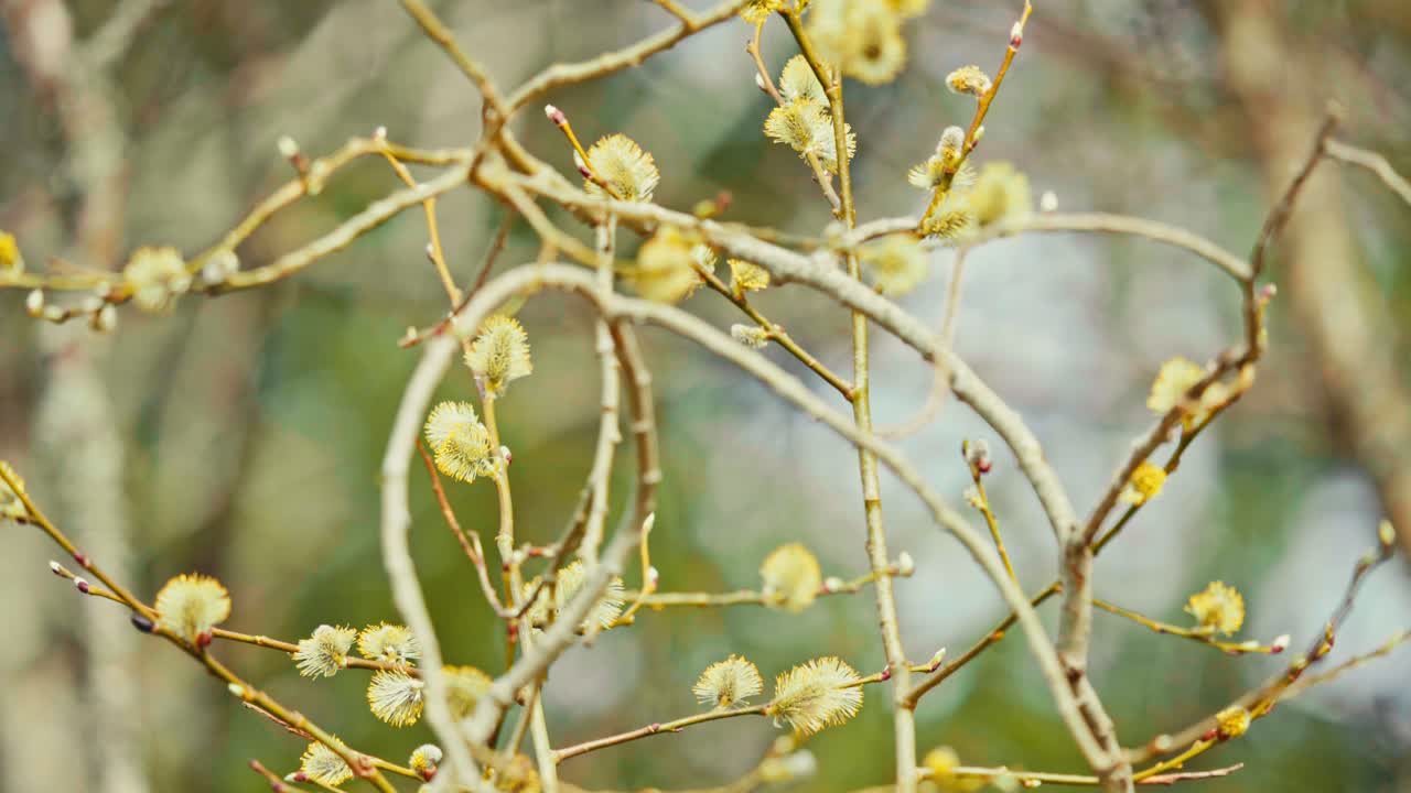 Small Branches With Buds In Wild Bokeh Nature. Close-up Shot