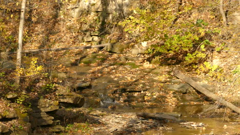 Un-Arroyo-En-Cascada-En-El-Suelo-De-Un-Bosque-Otoñal-Forma-Una-Cascada-En-Una-Pared-De-Roca-Cubierta-De-Musgo