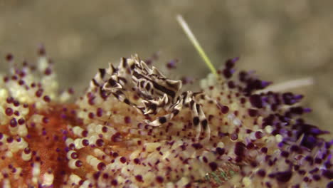 zebra-seeigel-krabbe, die sich zwischen den stacheln eines prächtigen feuer-seeels bewegt, mittlere unterwasseraufnahme