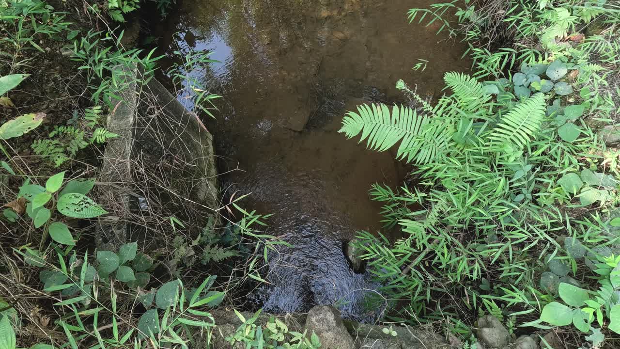 progresión natural de un pequeño arroyo forestal