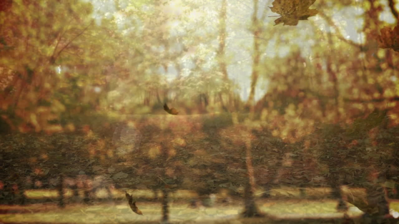 Birds flying among autumn trees with sunlight filtering through branches