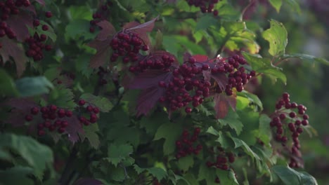 medium wide shot of wild berries with backlight