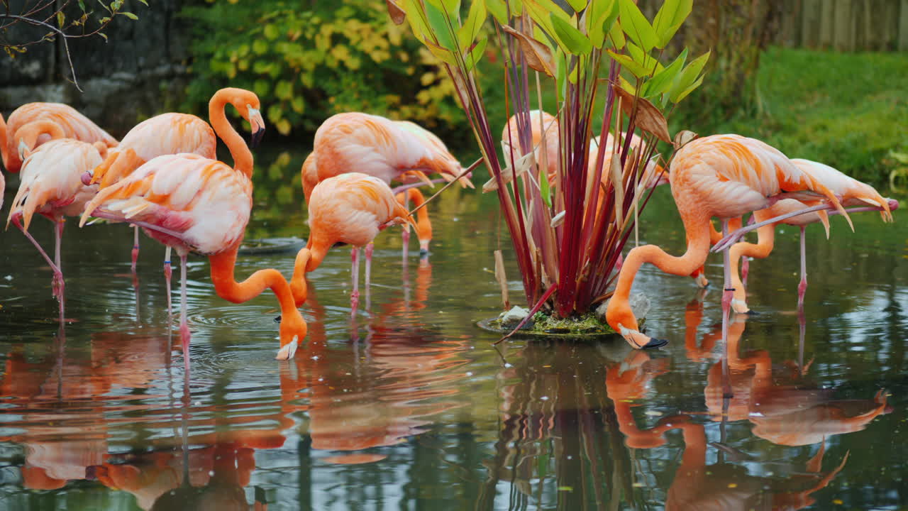 flamencos por planta de agua
