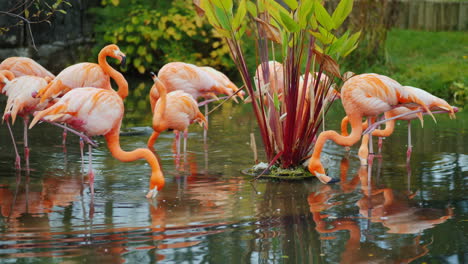 flamingos by water plant