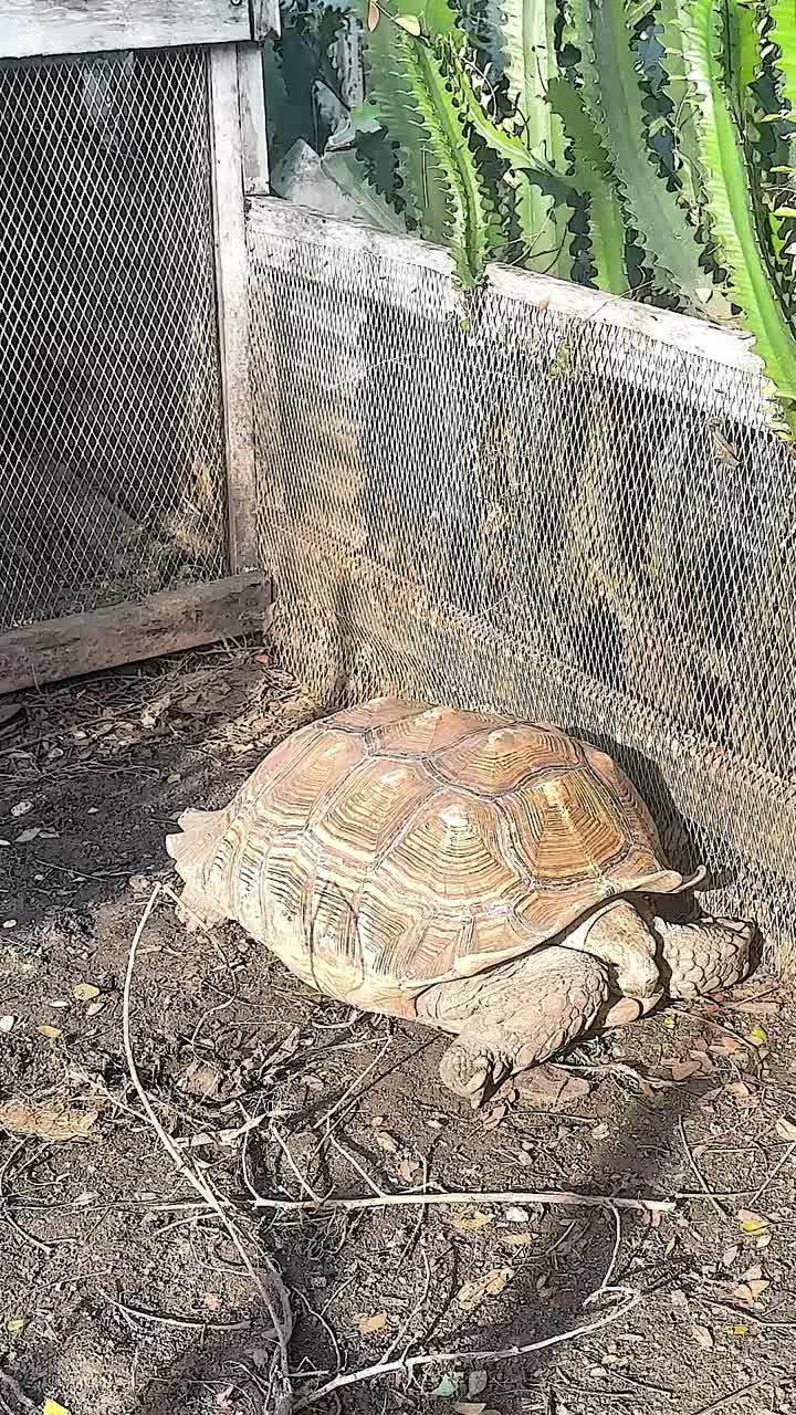 черепаха исследует ограждение на плавучем рынке