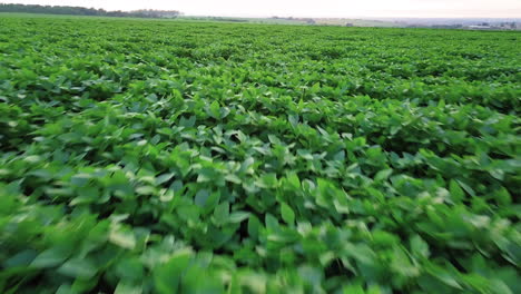 Vuelo-Sobre-Una-Plantación-De-Soja-En-Una-Granja-Brasileña