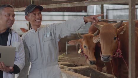 mature head of large dairy farm, pointing while consulting with veterinarian by cowshed