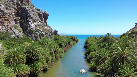 el bosque de palmeras de creta filmado en cámara lenta por drones