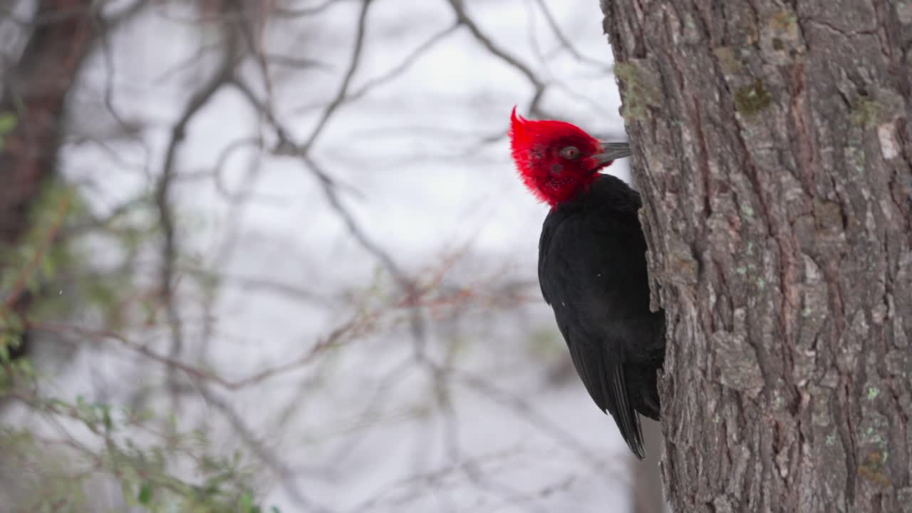 Adult Male Magellanic Woodpecker pecking on a tree in Patagonia, Slow-Motion.
