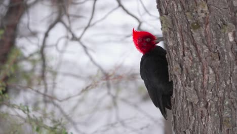 adult male magellanic woodpecker pecking on a tree in patagonia, slow-motion.