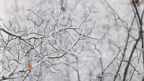 tree branches on the background of snowfall. flakes of snow falling down winter landscape.