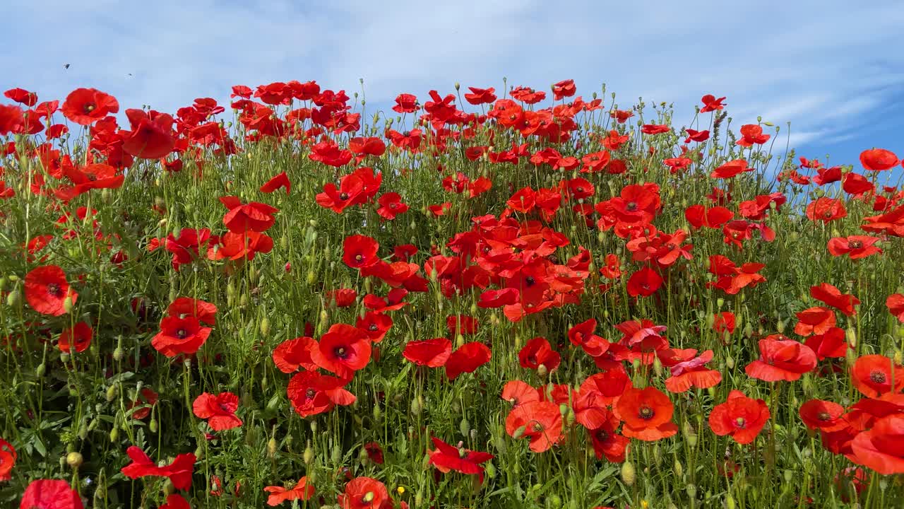 wild poppies natural red flowers in field slow motion blue sky