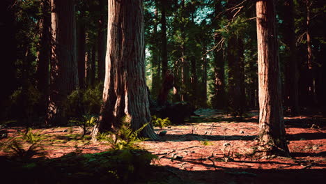 famous-Sequoia-park-and-giant-sequoia-tree-at-sunset