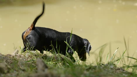 close up tracking shot of cute playful miniature dachshund next to river