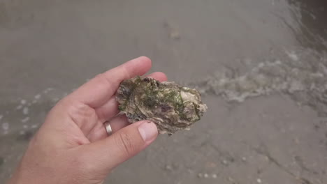 hand turning a wild oyster over on the shore with small waves