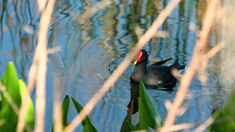 Gewöhnliches-Teichhuhn-Beim-Fressen-Und-Schwimmen-Durch-Ruhige-Gewässer-An-Einem-Sonnigen-Tag-In-Floridas-Feuchtgebieten-4k