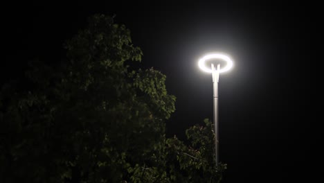 luz nocturna con árboles