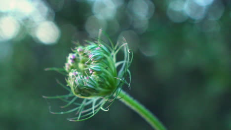 close up of a single alium vineale , wild garlic flower, with blurred background