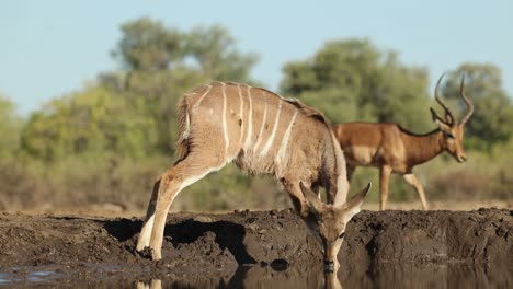 a baby kudu antelope drinking while a male impala walks by in the background. filmed from an underground hide at a low angle in mashatu game reserve, botswana