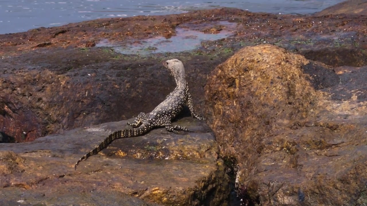Et sporfølgende mellembillede af en asiatisk vandvaranunge (Varanus salvator), der aktivt klatrer over store, ujævne klipper ved havet