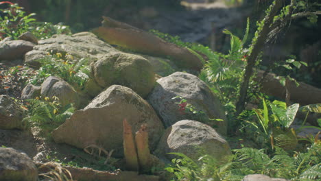 exploring the lush landscape of thailand with vibrant plants and stones