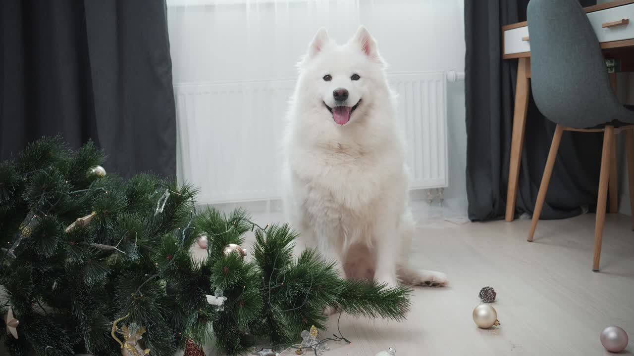 거실에서 떨어진 크리스마스 트리 근처에 앉아있는 개.