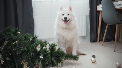 perro sentado cerca del árbol de navidad caído en la sala de estar. perrito culpable.