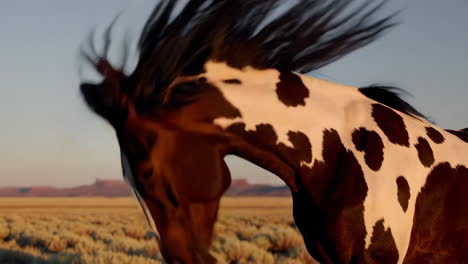wild horse in desert sunset