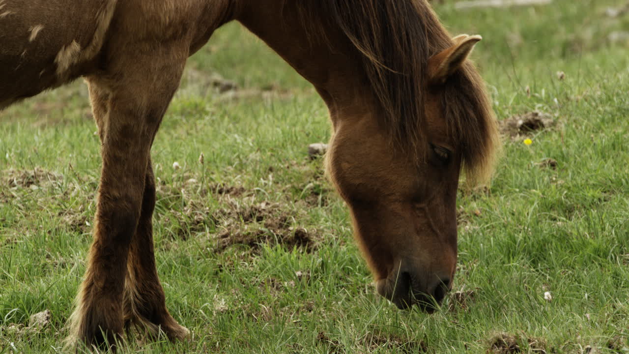 caballo islandés pastando en hierba verde fresca - imágenes súper fluidas de primer plano - conceptos de animales y vida salvaje