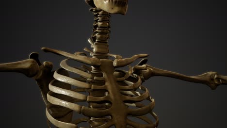 bones-of-the-Human-skeleton