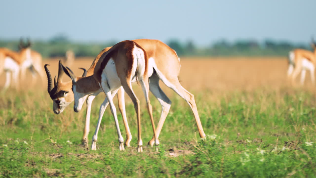 antílopes springbok peleando en la sabana durante el día soleado en la reserva de caza central de kalahari en botswana