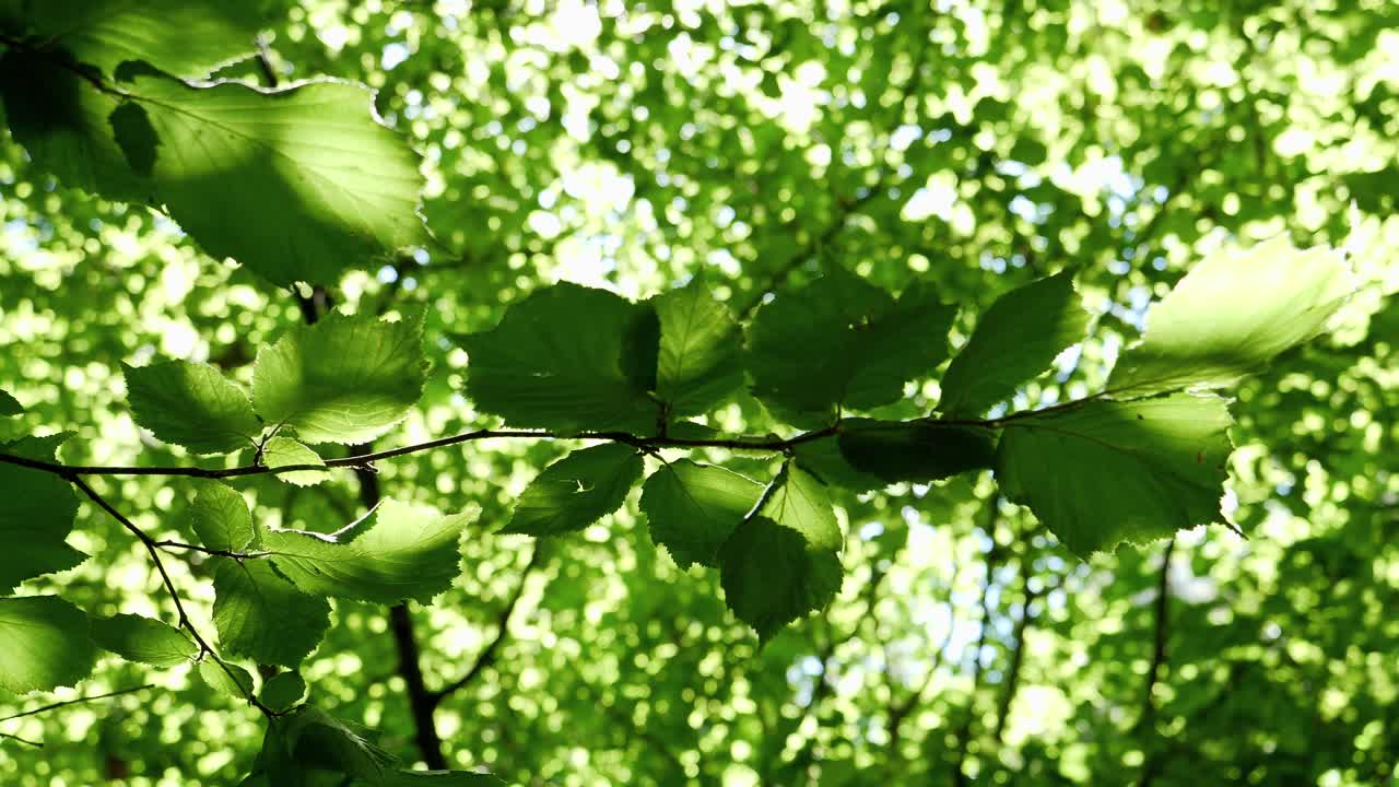 Images of trees in spring. Engraving with a panasonic gh5, 4k 60fps.