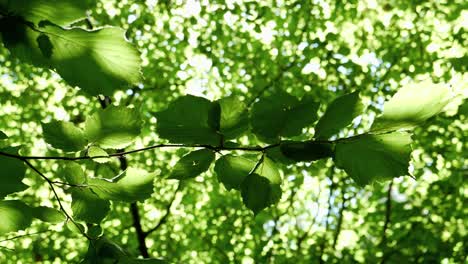 images of trees in spring. engraving with a panasonic gh5, 4k 60fps.
