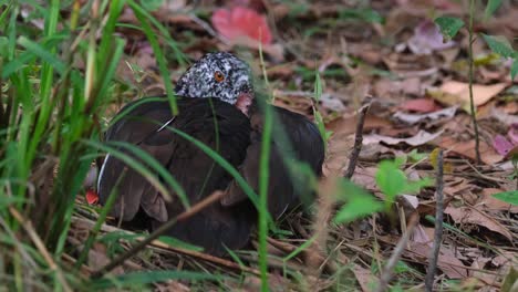 White-winged-Duck,-Asarcornis-scutulata,-Thailand