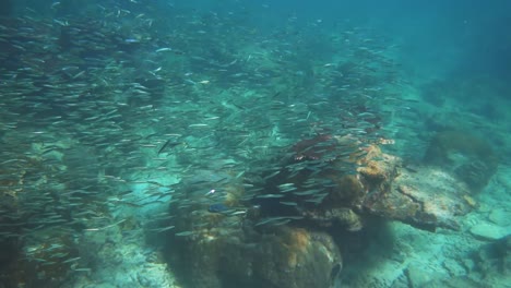 Eine-Wunderschöne-Unterwasserszene-In-Zeitlupe-An-Einem-Korallenriff-Auf-Der-Insel-Perhentian-In-Malaysia-Mit-Fischen,-Die-An-Der-Kamera-Vorbeischwimmen