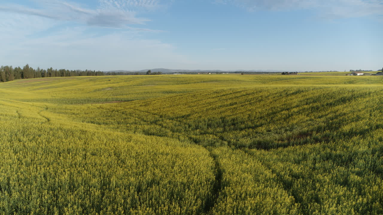 Aerial video of rolling farmland in Spokane, Washington, with vast fields of green and golden crops under a bright blue sky