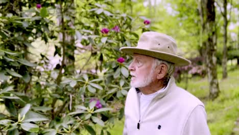 older man inspect blooming rhododendron on garden trail