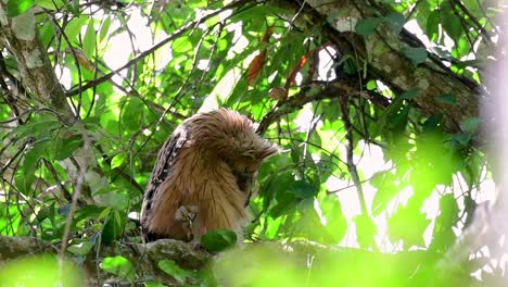 Die-Buffy-Fish-Owl-Ist-Eine-Große-Eule-Und-Doch-Die-Kleinste-Unter-Den-Vier-Fischeulen