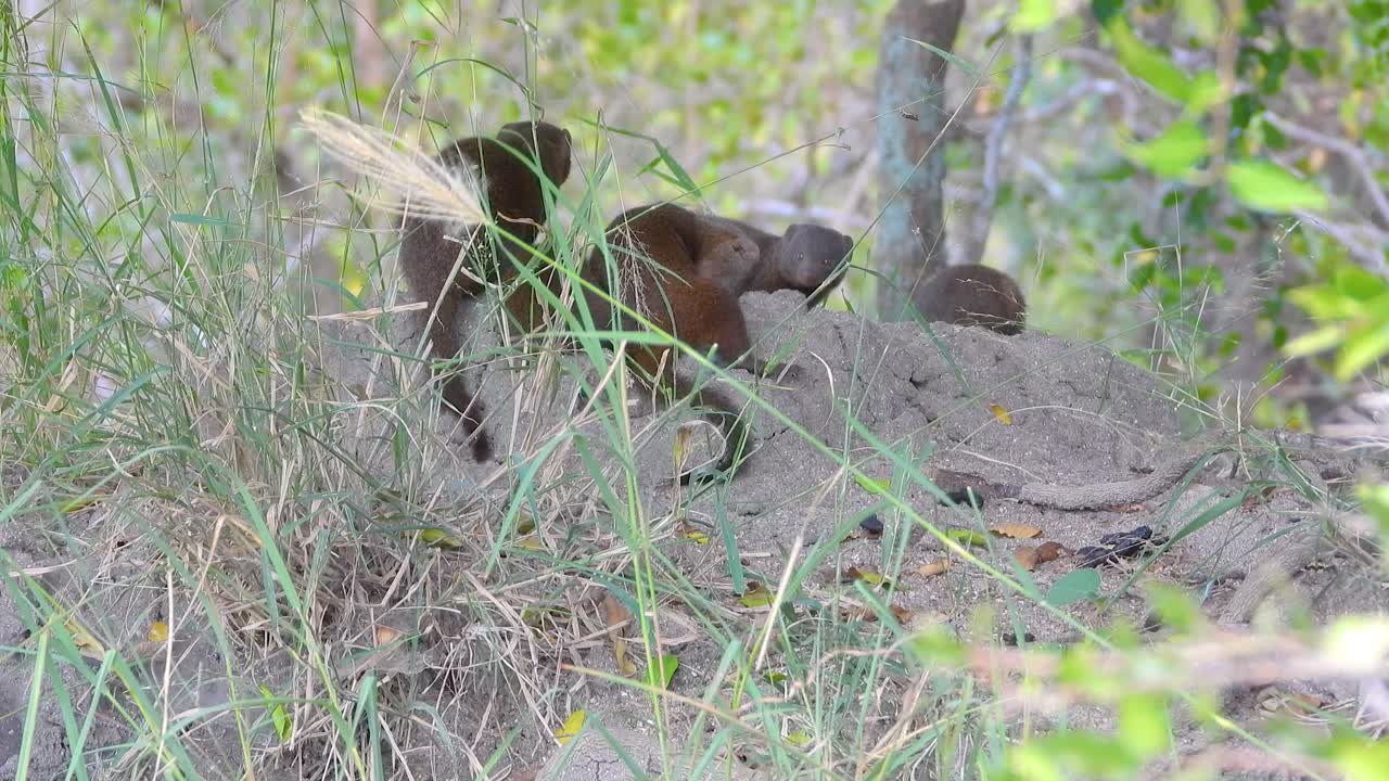 las mangostas exploran un montículo en las hierbas silvestres del parque nacional kruger, sudáfrica