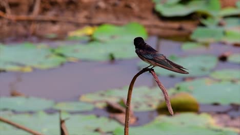 Un-Pequeño-Pájaro-De-Rápido-Movimiento-Que-Se-Encuentra-En-Casi-Todas-Partes-Del-Mundo,-La-Mayor-Parte-Del-Tiempo-Volando-Para-Atrapar-Algunos-Insectos-Pequeños